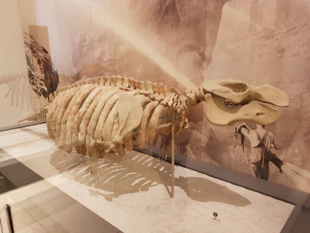 Scheletro di dinosauro all'American Museum of Natural History di New York