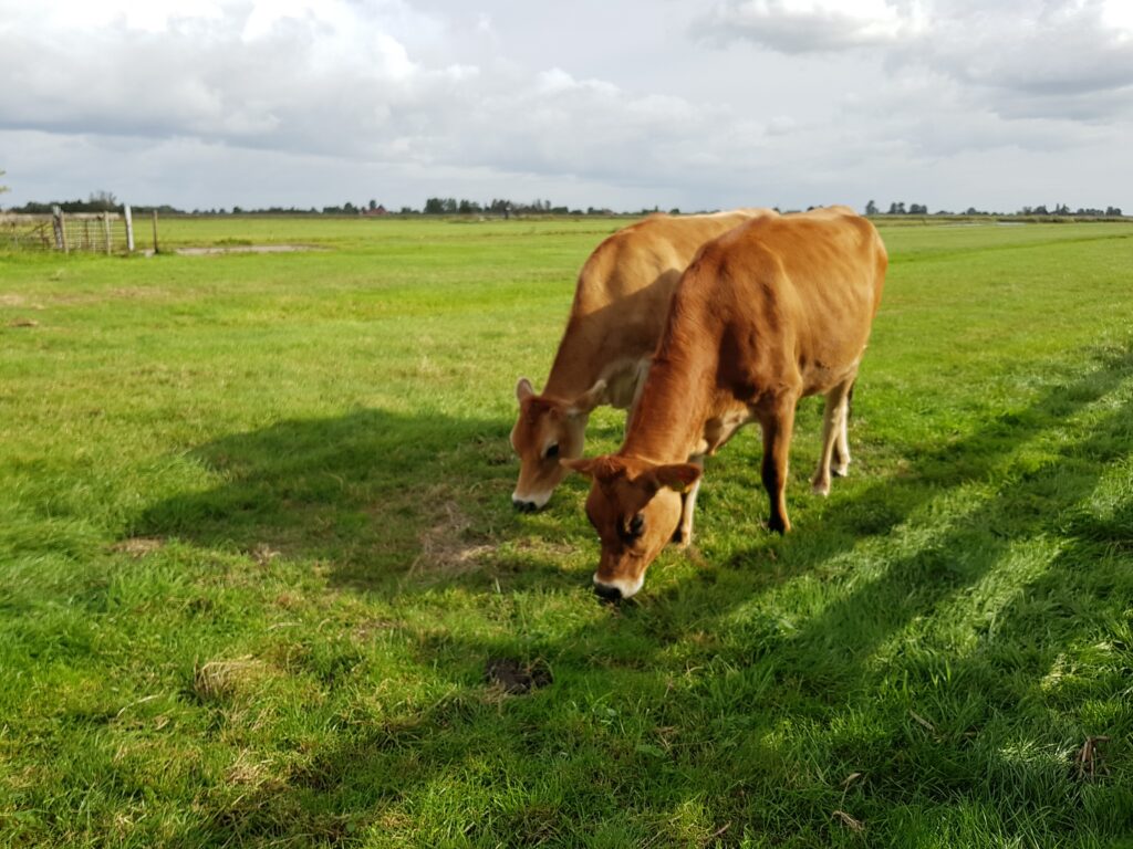 Pascoli di Zaanse Schans