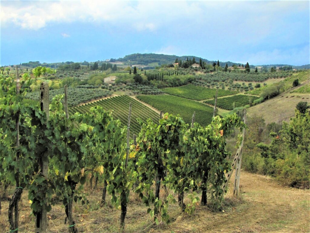 Le vigne della Vernaccia di San Gimignano