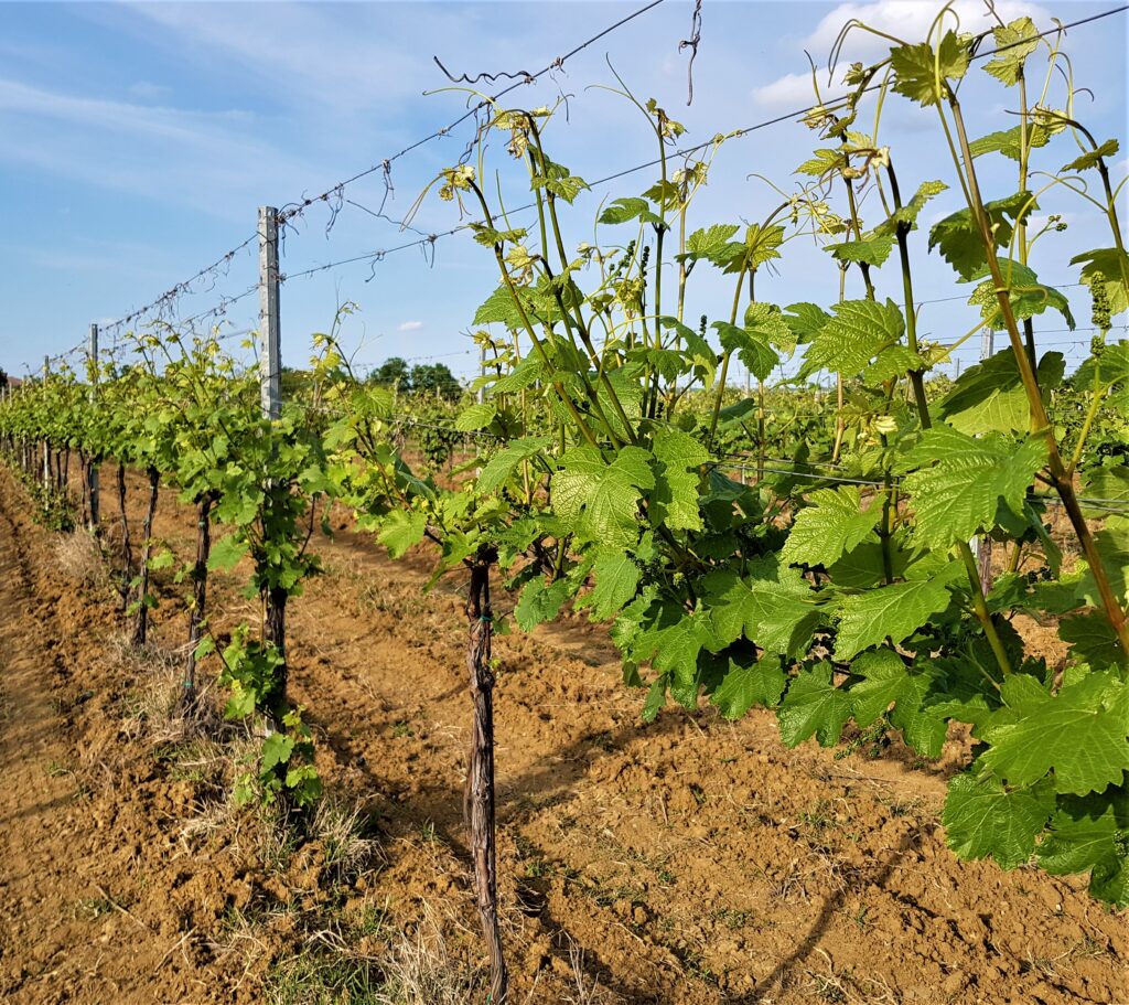 Le vigne del Lambrusco Grasparossa di Castelvetro di Modena