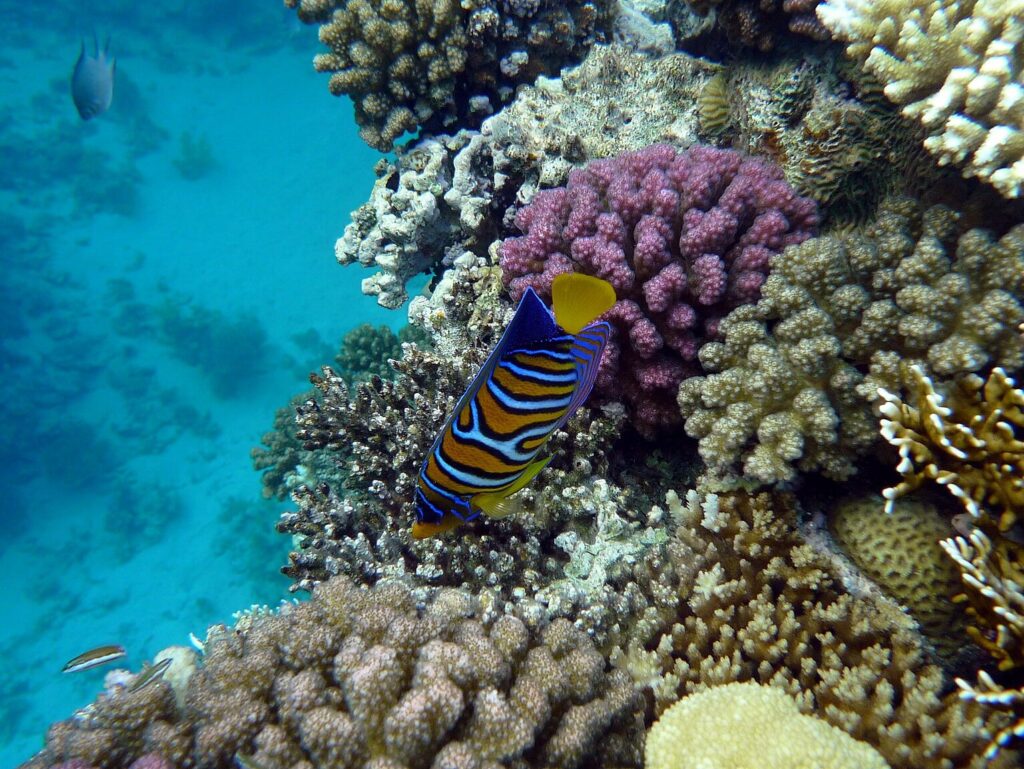Cosa vedere a Sharm El Sheikh: La barriera corallina