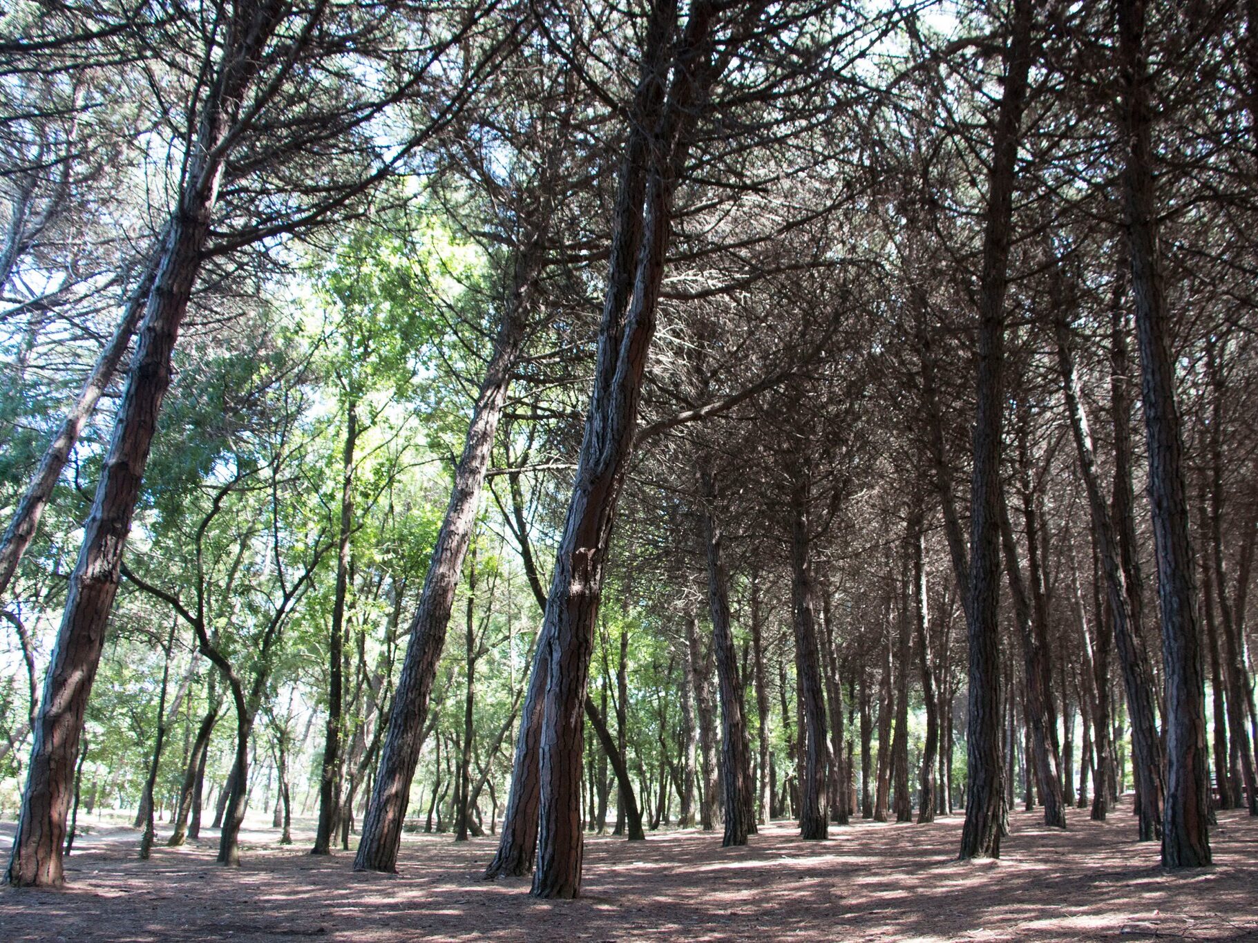 La pineta di Pinarella di Cervia, vicino a Milano Marittima