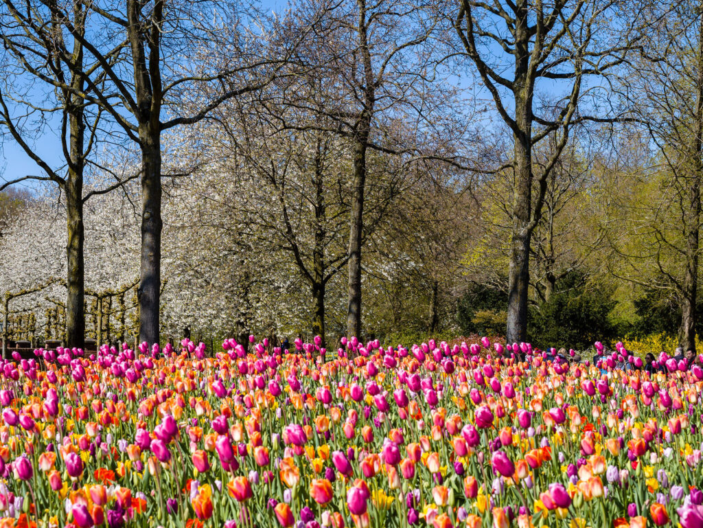 Tulipani in fiore nel parco di Keukenhof   