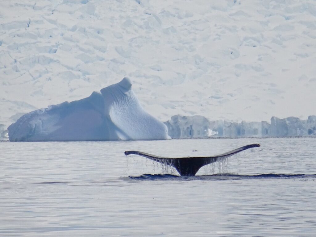 Avvistamento di una balena in un viaggio in Antartide