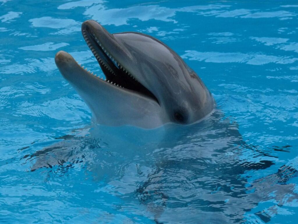 I delfini del Parco Oltremare