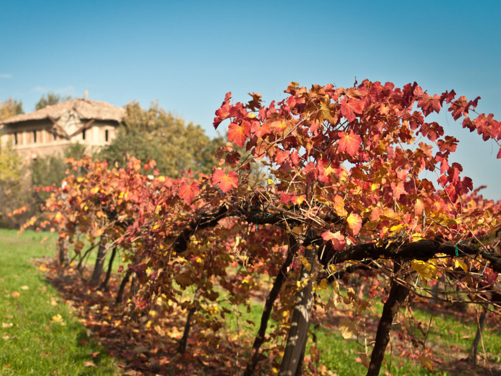Le viti del vitigno Grasparossa in autunno
