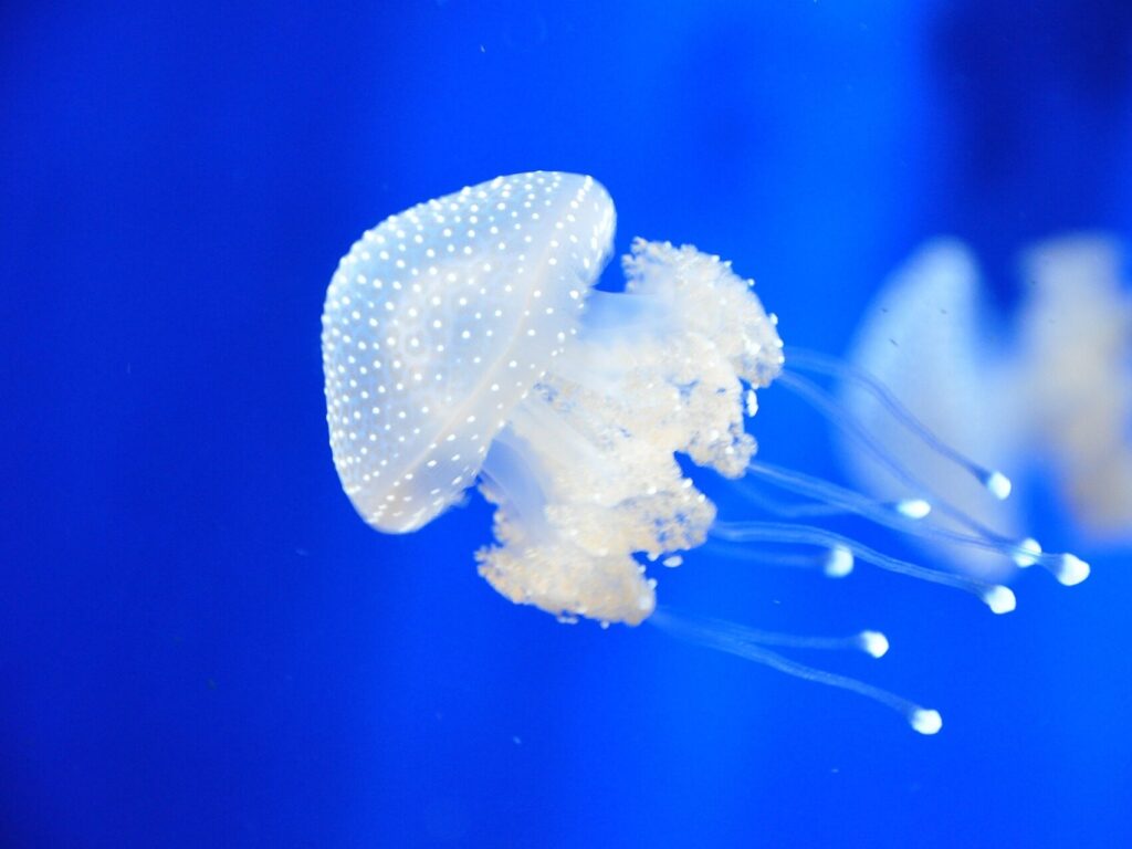 Piccola medusa