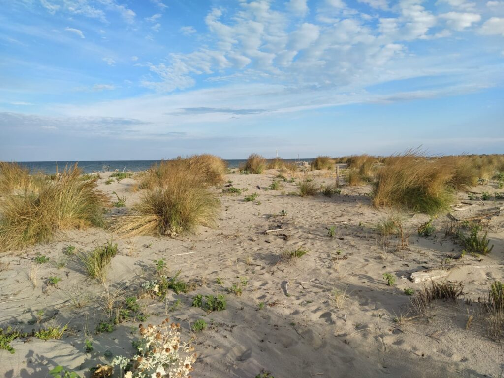 Dune litoranee dei Lidi Ferraresi