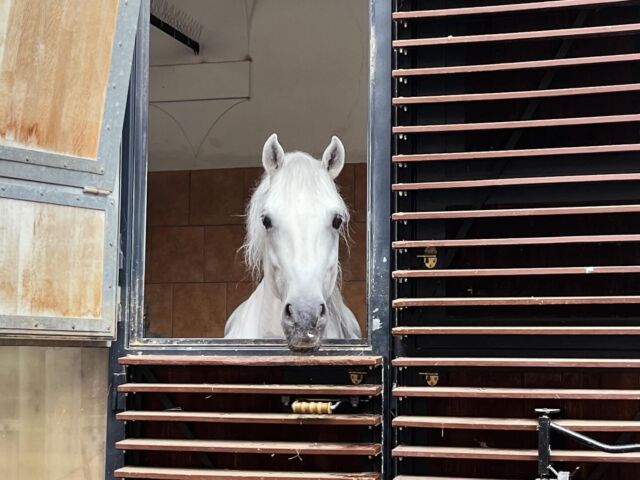 Da dicembre 2015 l’arte equestre della Scuola di Equitazione spagnola è stata dichiarata anche patrimonio culturale immateriale dell’umanità UNESCO. Quello nella foto è uno degli ospiti della scuola che si gode il meritato riposo! #cavalli #cavallo #horse #lippizaner #spanischehofreitschule #wien #wienliebe #wienstagram #vienna #visitvienna #viennanow #travelblogger #travlblog