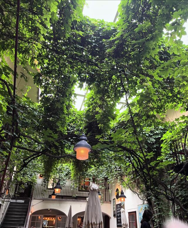 Ultima serata a Vienna, con cena in questo bellissimo beisl. I beisl sono dei locali rustici, che servono vini giovani di produzione propria, insieme a pietanze tradizionali viennesi. Questo in particolare è @amerlingbeisl con il suo bellissimo pergolato! #beisl #amerlingbeisl #dinner #restaurant #wien #wienliebe #restaurante #vienna #vienna_city #vienna_austria #wienstagram #wienfood